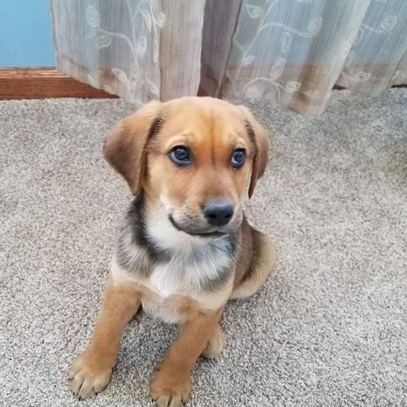 Meet your Posher, Reyna - Picture 1 of 1